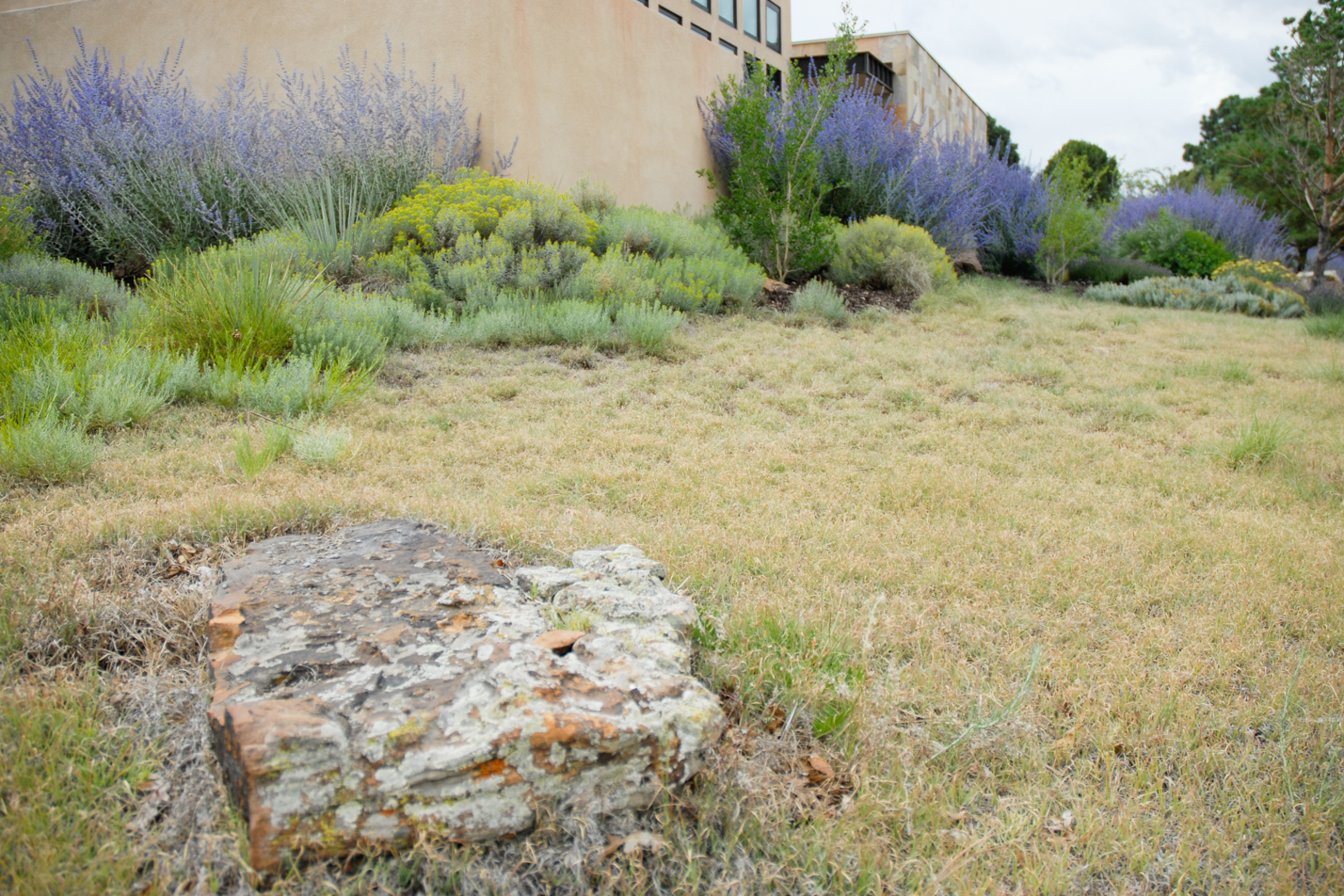 Buffalograss Front Yard